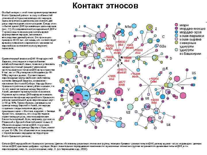 Контакт этносов Особый интерес с этой точки зрения представляет Волго-Уральский регион - в силу