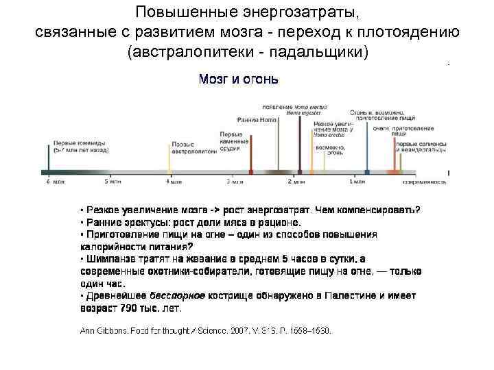 Повышенные энергозатраты, связанные с развитием мозга - переход к плотоядению (австралопитеки - падальщики) 