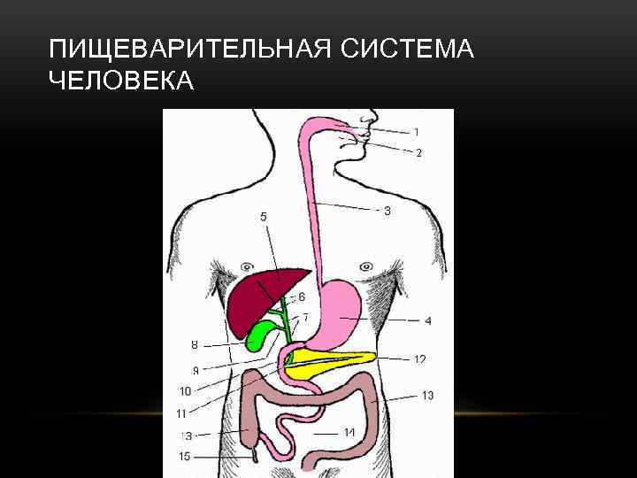 ПИЩЕВАРИТЕЛЬНАЯ СИСТЕМА ЧЕЛОВЕКА 