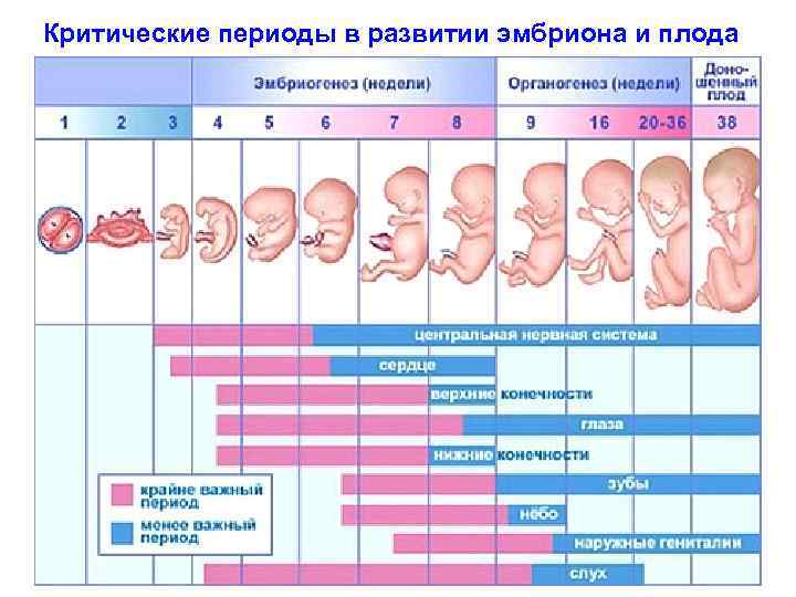 Критические периоды в развитии эмбриона и плода 