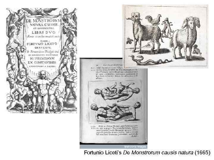 Fortunio Liceti’s De Monstrorum causis natura (1665) 