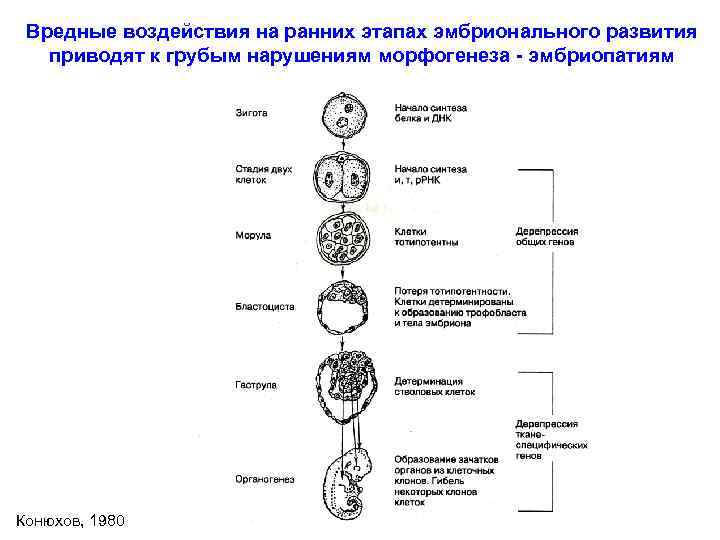 Вредные воздействия на ранних этапах эмбрионального развития приводят к грубым нарушениям морфогенеза - эмбриопатиям