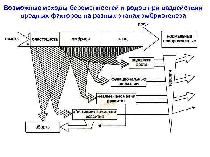 Возможные исходы беременностей и родов при воздействии вредных факторов на разных этапах эмбриогенеза 
