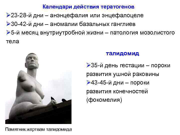 Календари действия тератогенов Ø 23 -28 -й дни – анэнцефалия или энцефалоцеле Ø 30