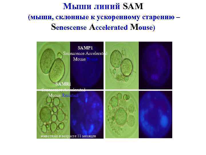 Мыши линий SAM (мыши, склонные к ускоренному старению – Senescense Accelerated Mouse) SAMP 1