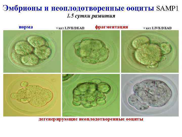 5 дневка эмбрион. Фрагментация эмбриона. Фрагментация эмбриона при эко. Фрагментация эмбрионов на 5 день. Неоплодотворённые эмбрион.