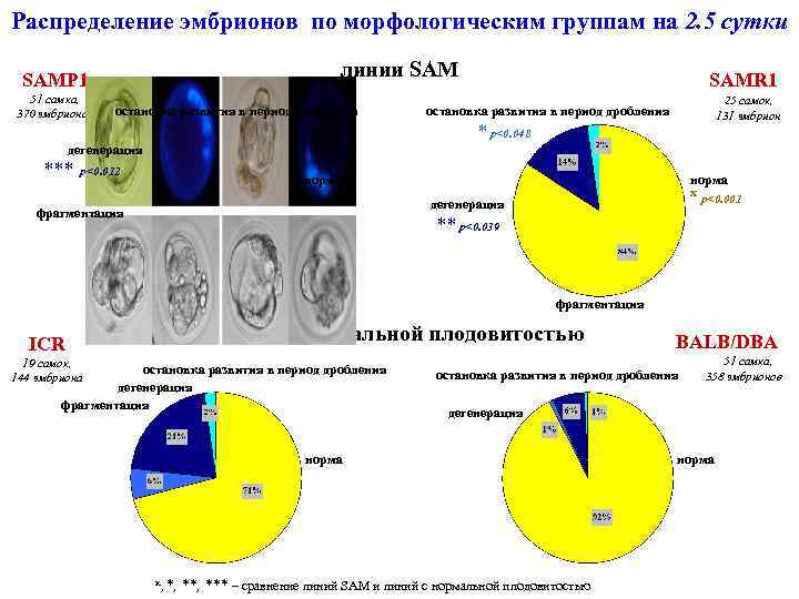 Распределение эмбрионов по морфологическим группам на 2. 5 сутки линии SAMP 1 51 самка,