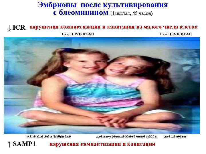 Эмбрионы после культивирования с блеомицином (1 мкг/мл, 48 часов) ↓ ICR нарушения компактизации и