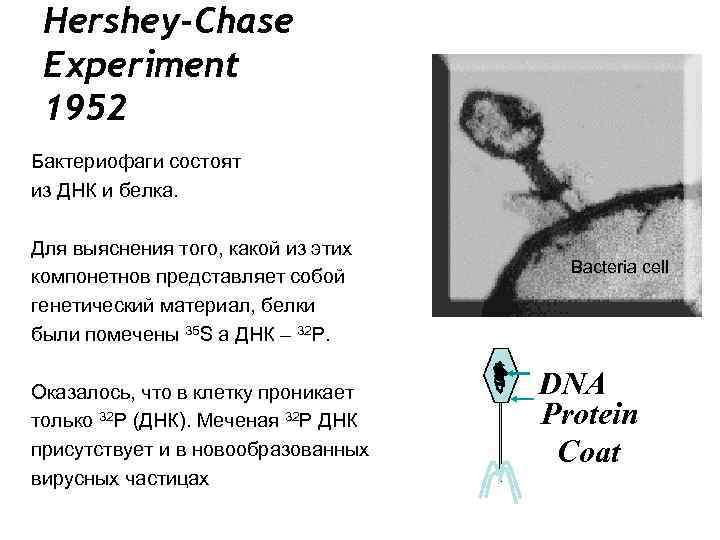 Hershey-Chase Experiment 1952 Бактериофаги состоят из ДНК и белка. Для выяснения того, какой из