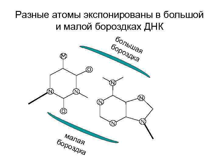 Разные атомы экспонированы в большой и малой бороздках ДНК бол бор ьша озд я