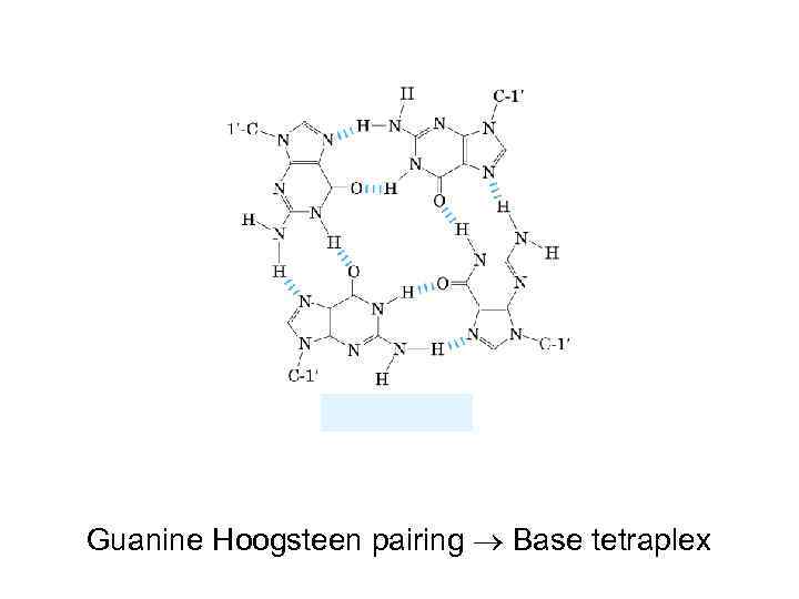 Guanine Hoogsteen pairing Base tetraplex 