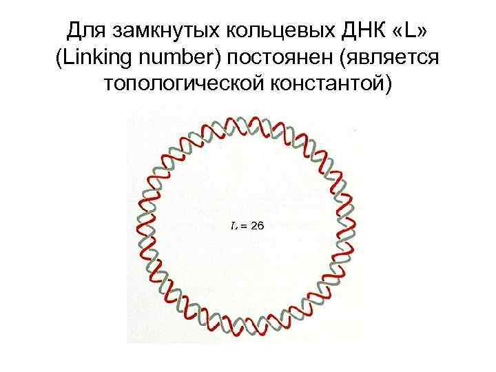 Для замкнутых кольцевых ДНК «L» (Linking number) постоянен (является топологической константой) 