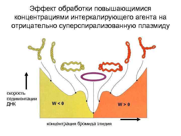 Эффект обработки повышающимися концентрациями интеркалирующего агента на отрицательно суперспирализованную плазмиду скорость седиментации ДНК W<0