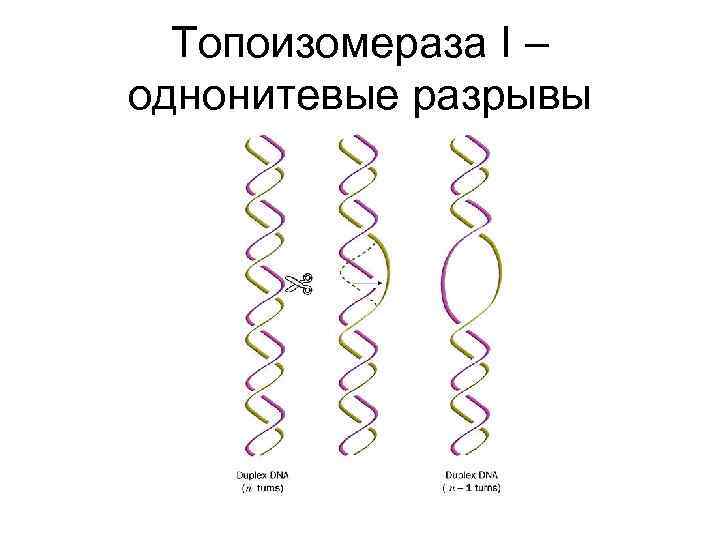 Топоизомераза I – однонитевые разрывы 