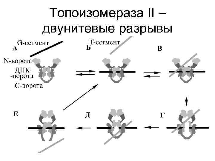 Топоизомераза II – двунитевые разрывы 