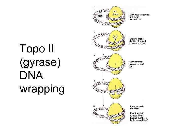 Topo II (gyrase) DNA wrapping 