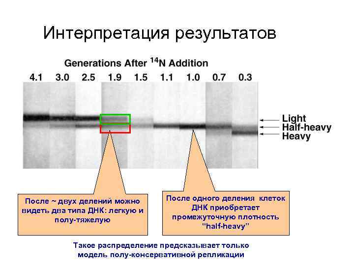 Интерпретация результатов После ~ двух делений можно видеть два типа ДНК: легкую и полу-тяжелую
