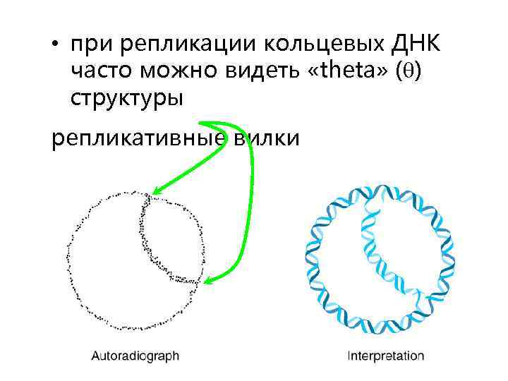  • при репликации кольцевых ДНК часто можно видеть «theta» ( ) структуры репликативные