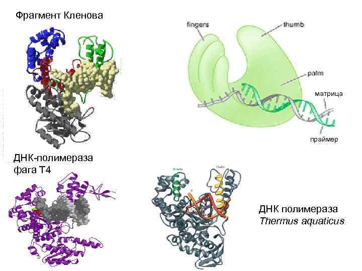 Фрагмент Кленова матрица праймер ДНК-полимераза фага Т 4 ДНК полимераза Thermus aquaticus 
