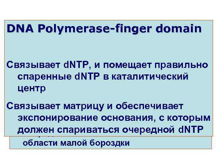 DNA Polymerase-finger domain Fingers Thumb DNA Polymerase-palm domain Связывает d. NTP, и помещает один