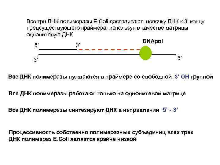 Все три ДНК полимеразы E. Coli достраивают цепочку ДНК к 3’ концу предсуществующего праймера,