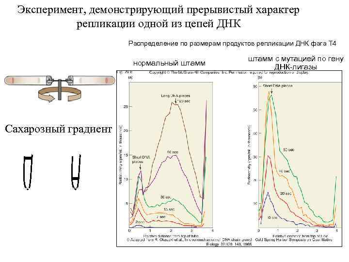 Эксперимент, демонстрирующий прерывистый характер репликации одной из цепей ДНК Распределение по размерам продуктов репликации