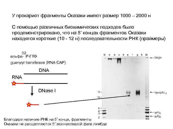 У прокариот фрагменты Оказаки имеют размер 1000 – 2000 н С помощью различных биохимических