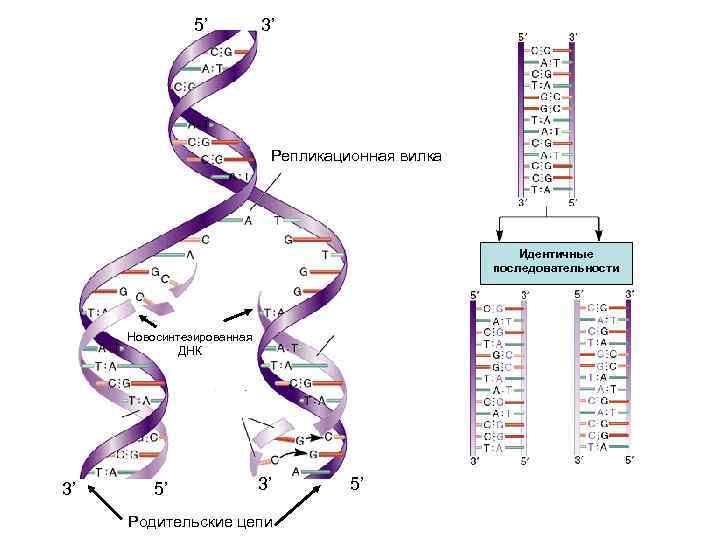 Днк 05.03. Репликация ДНК Репликационная вилка. Репликационная вилка ДНК. Схема репликации ДНК вилка. Схема репликационной вилки ДНК.