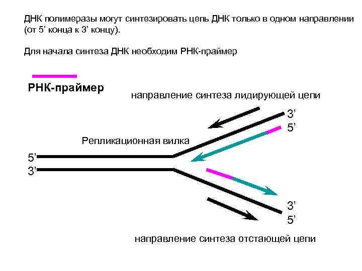ДНК полимеразы могут синтезировать цепь ДНК только в одном направлении (от 5’ конца к