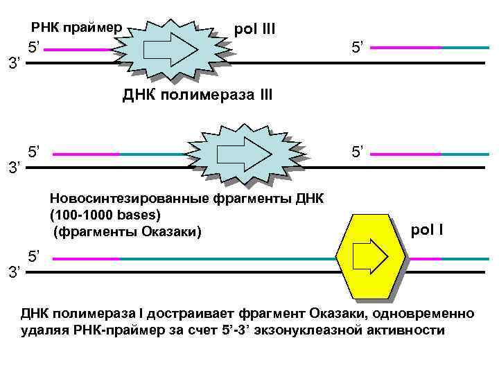 При какой температуре разрушается днк