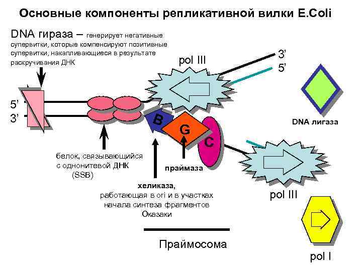 Днк 05.03. Основные компоненты репликативной вилки. Гираза репликация. Указать основные компоненты репликативной вилки. Ферменты репликационной вилки.