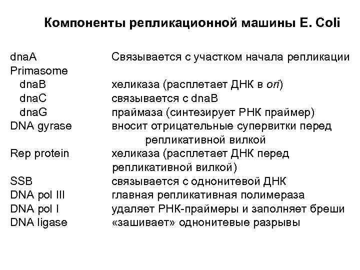 Компоненты репликационной машины E. Coli dna. A Primasome dna. B dna. C dna. G