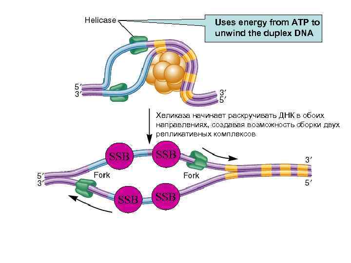 Uses energy from ATP to unwind the duplex DNA Хеликаза начинает раскручивать ДНК в