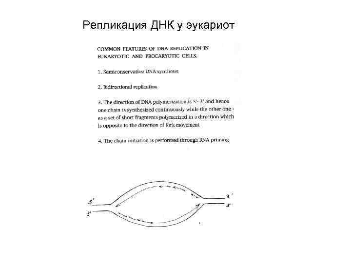 Репликация ДНК у эукариот 