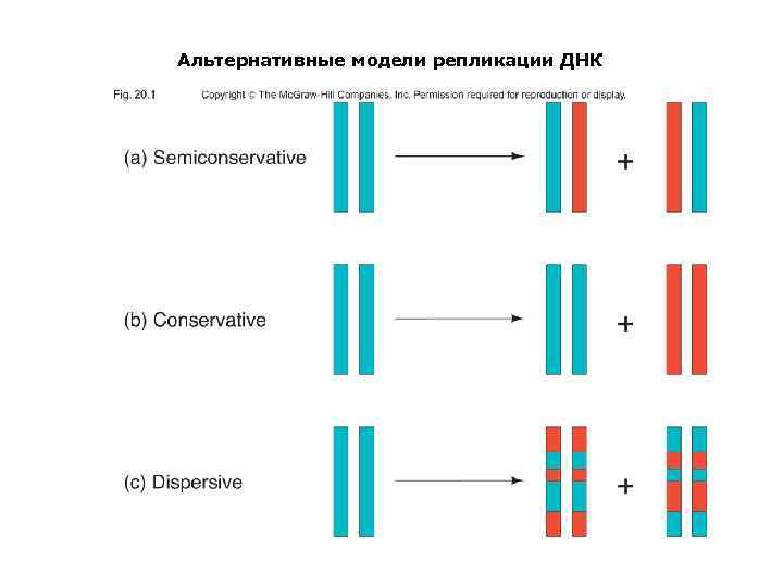 Днк 5. 3 Модели репликации ДНК. Дисперсный способ репликации ДНК. 3. Опишите три модели репликации ДНК. Консервативный способ репликации ДНК.