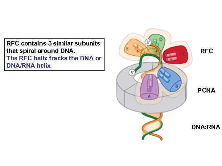 RFC contains 5 similar subunits that spiral around DNA. The RFC helix tracks the