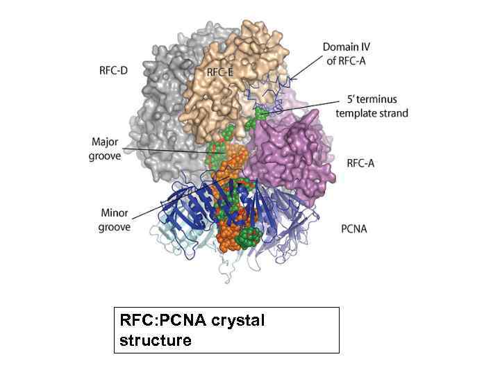 RFC: PCNA crystal structure 