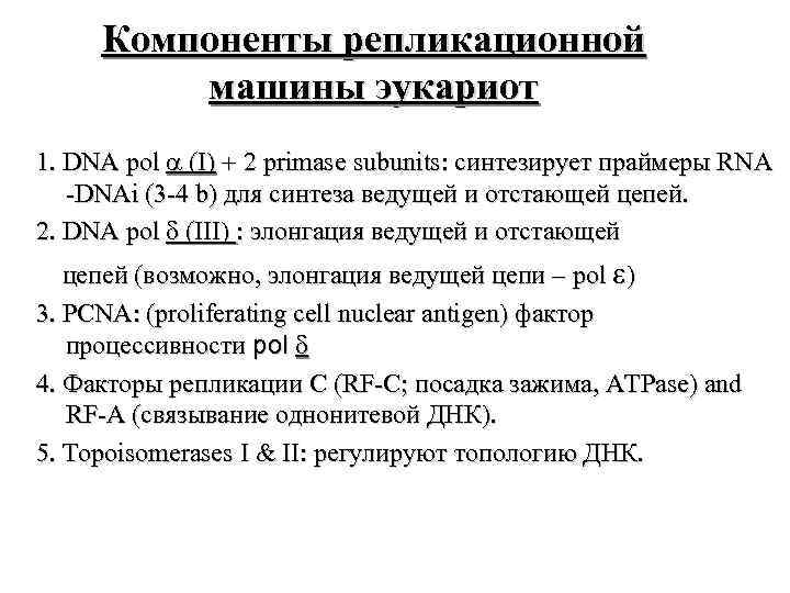 Компоненты репликационной машины эукариот 1. DNA pol (I) + 2 primase subunits: синтезирует праймеры