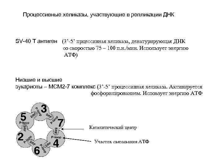 Процессивные хеликазы, участвующие в репликации ДНК SV-40 T антиген (3’-5’ прцессивная хеликаза, денатурирующая ДНК