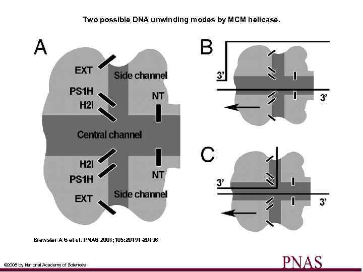 Two possible DNA unwinding modes by MCM helicase. Brewster A S et al. PNAS