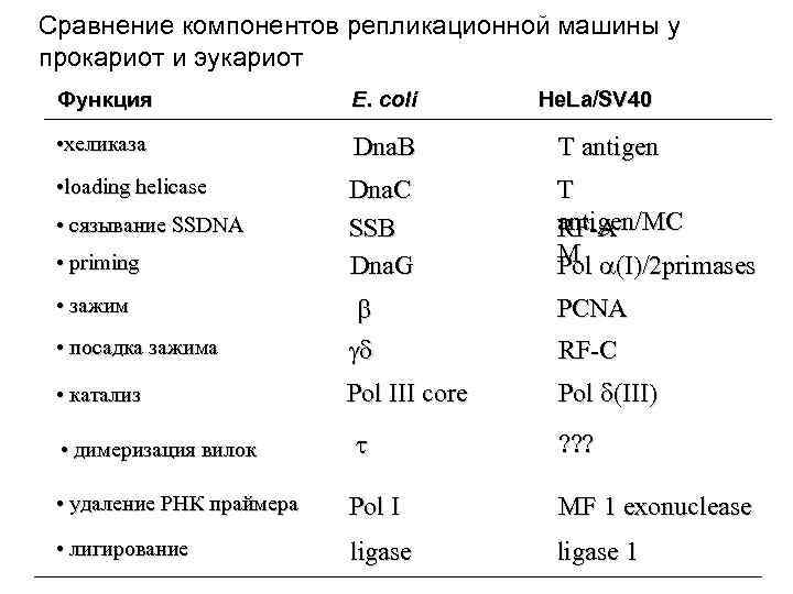 Сравнение компонентов репликационной машины у прокариот и эукариот Функция E. coli • хеликаза Dna.