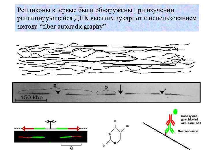 Репликоны впервые были обнаружены при изучении реплицирующейся ДНК высших эукариот с использованием метода “fiber