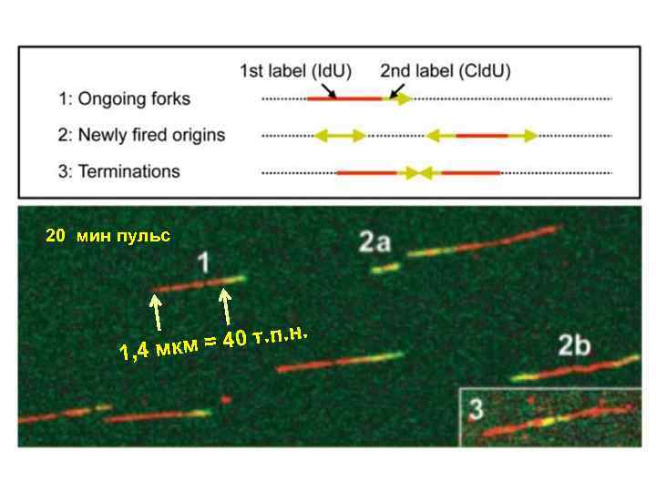 20 мин пульс 40 т. п. н. 1, 4 мкм = 