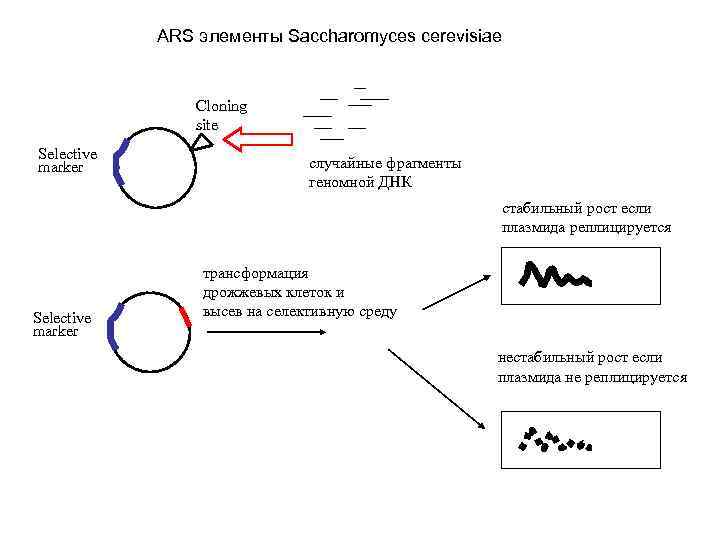 ARS элементы Saccharomyces cerevisiae Cloning site Selective marker cлучайные фрагменты геномной ДНК стабильный рост
