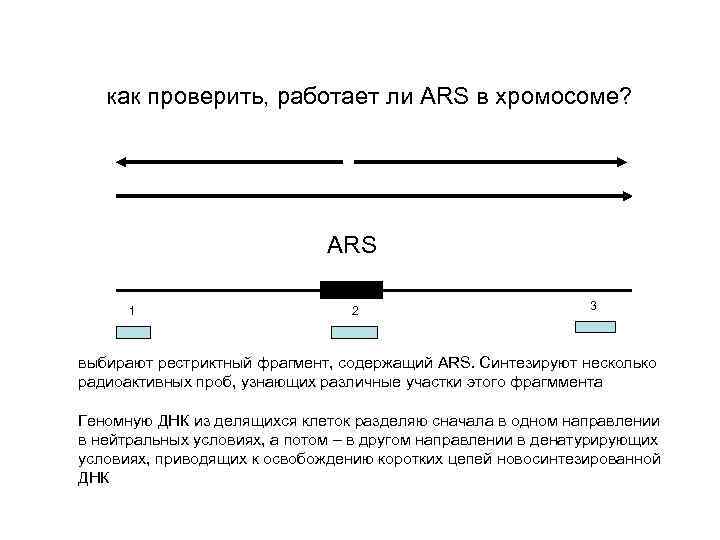 как проверить, работает ли ARS в хромосоме? ARS 1 2 3 выбирают рестриктный фрагмент,