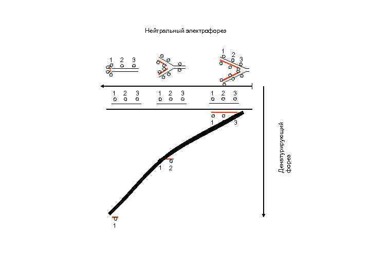 Нейтральный электрофорез 1 2 3 2 2 3 1 1 1 2 2 3