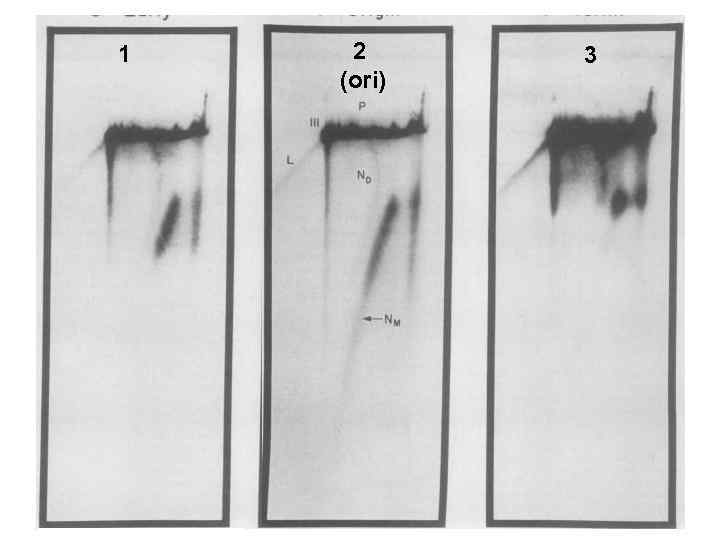  2 (ori) 2 1 Нейтральный электрофорез 1 2 3 3 2 3 1