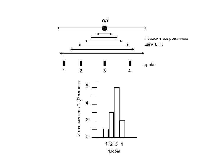 ori Новосинтезированные цепи ДНК пробы 3 2 Интенсивность ПЦР сигнала 1 4 6 4