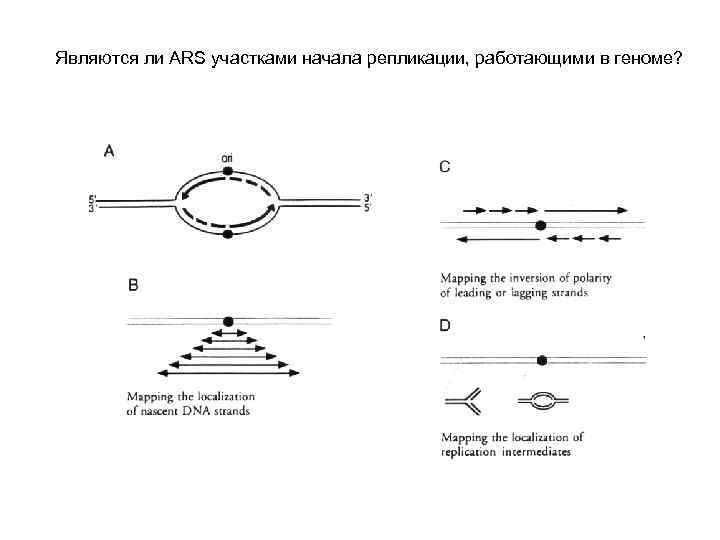 Являются ли ARS участками начала репликации, работающими в геноме? 