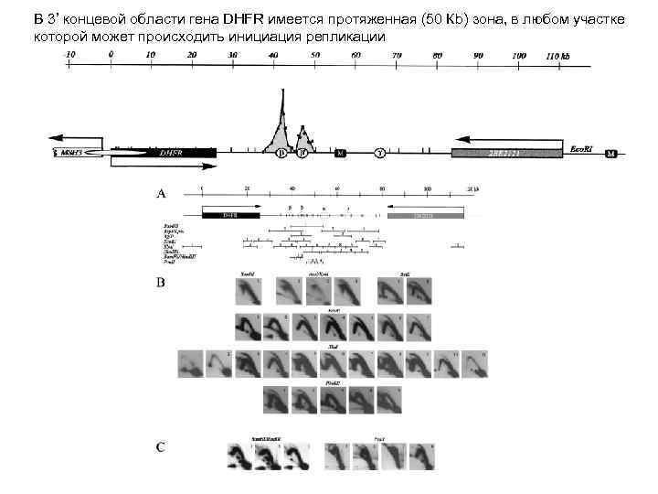 В 3’ концевой области гена DHFR имеется протяженная (50 Кb) зона, в любом участке